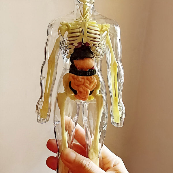 Modèle Anatomique Détaillé en 3d