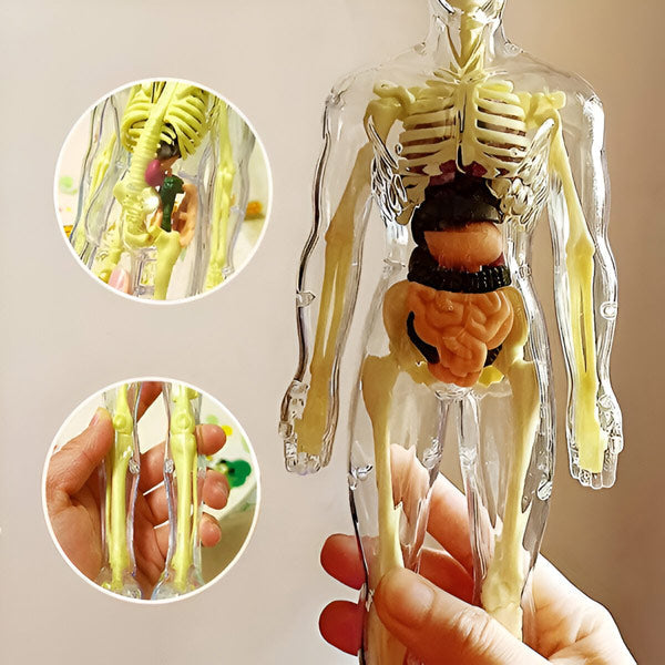 Modèle Anatomique Détaillé en 3d