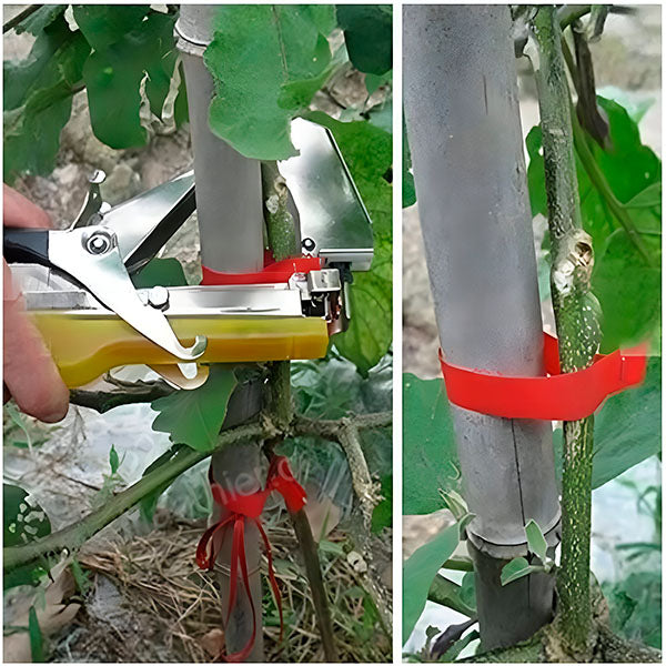 Lien Rapide pour Plantes