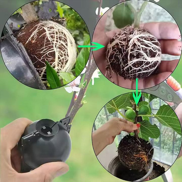 Boîte de Culture de Racines de Plantes en Lot de 5
