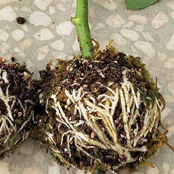 Boîte de Culture de Racines de Plantes en Lot de 5