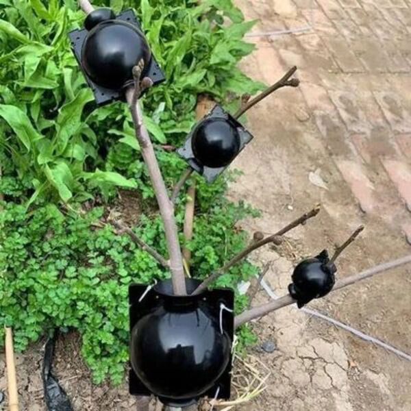 Boîte de Culture de Racines de Plantes en Lot de 5