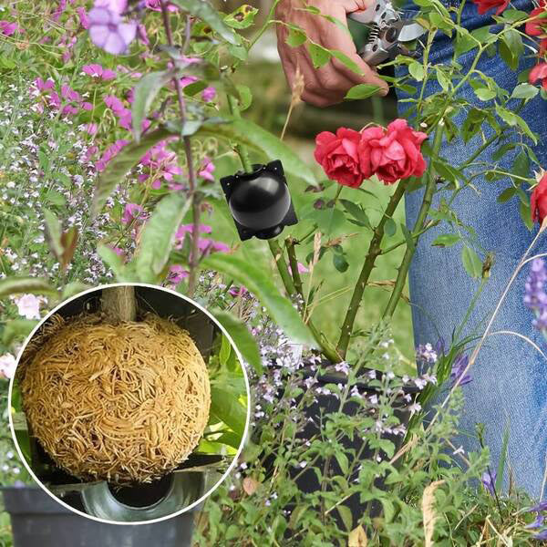Boîte de Culture de Racines de Plantes en Lot de 5