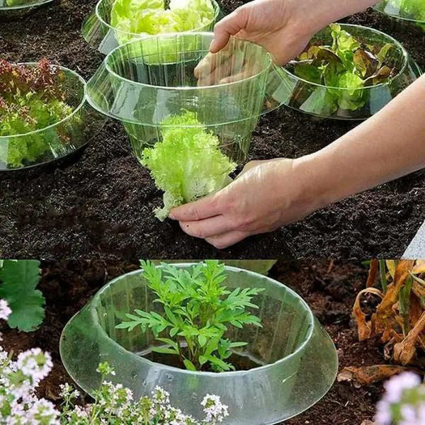 Protection des Jeunes Plantes pour une Croissance Saine