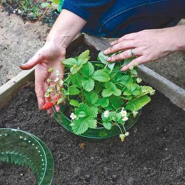 Protection des Jeunes Plantes pour une Croissance Saine