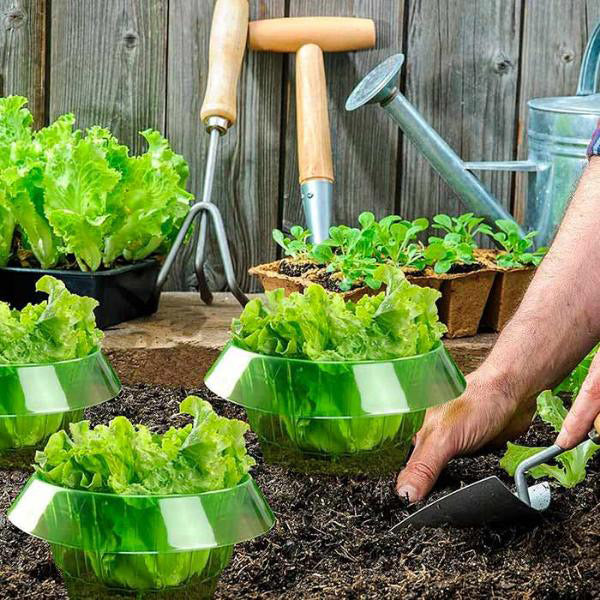 Protection des Jeunes Plantes pour une Croissance Saine