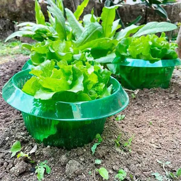 Protection des Jeunes Plantes pour une Croissance Saine