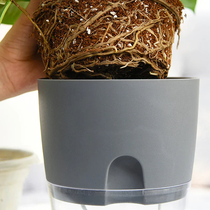 Pot D' Arrosage Automatique pour des Plantes en Bonne Santé