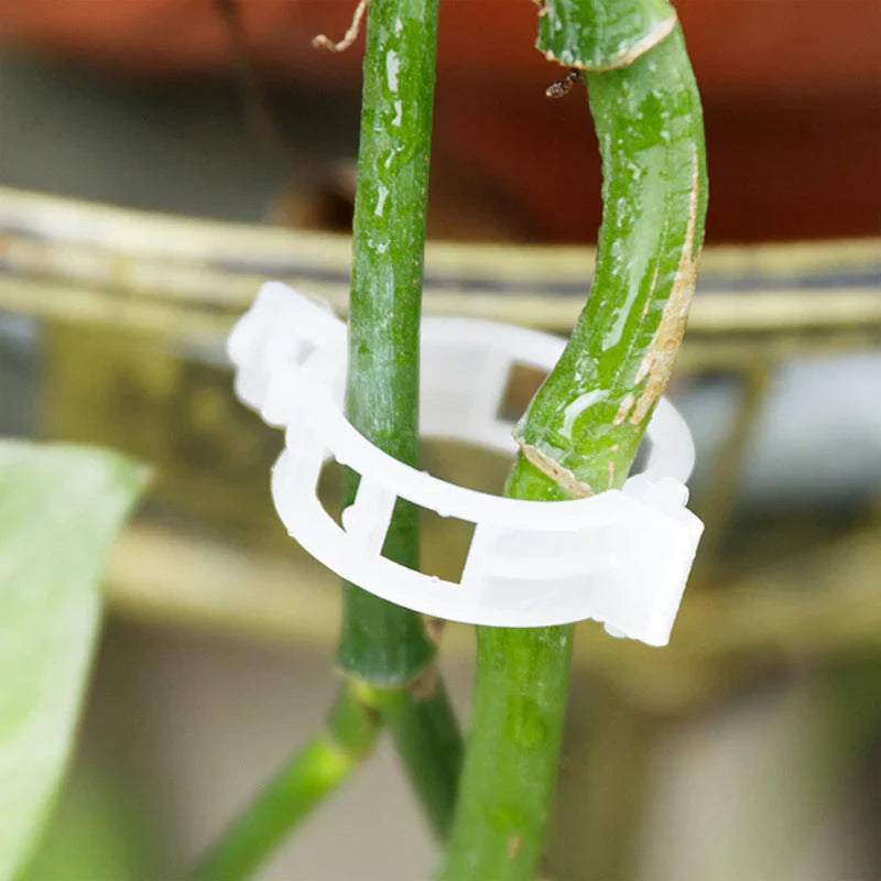 Clips pour Plantes Robustes pour un Maintien Sûr (100 Pcs)