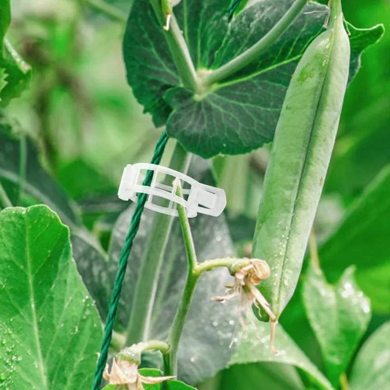 Clips pour Plantes Robustes pour un Maintien Sûr (100 Pcs)