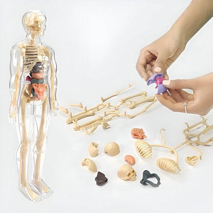 Modèle Anatomique Détaillé en 3d