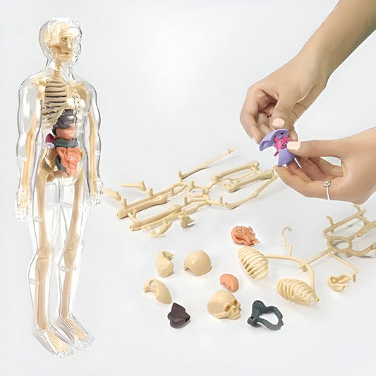 Modèle Anatomique Détaillé en 3d