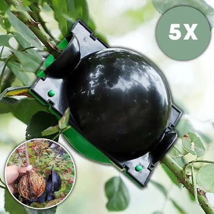 Boîte de Culture de Racines de Plantes en Lot de 5