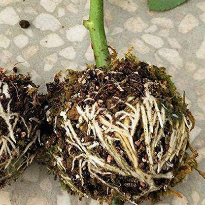 Boîte de Culture de Racines de Plantes en Lot de 5