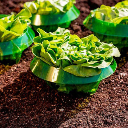 Protection des Jeunes Plantes pour une Croissance Saine