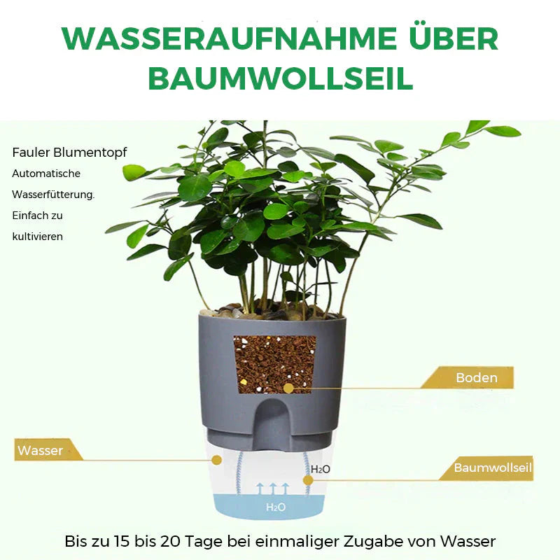Pot D' Arrosage Automatique pour des Plantes en Bonne Santé