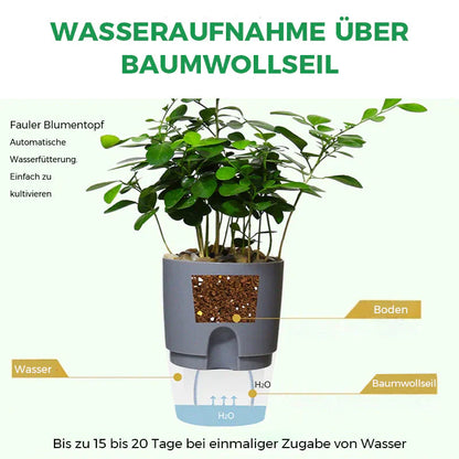 Pot D' Arrosage Automatique pour des Plantes en Bonne Santé