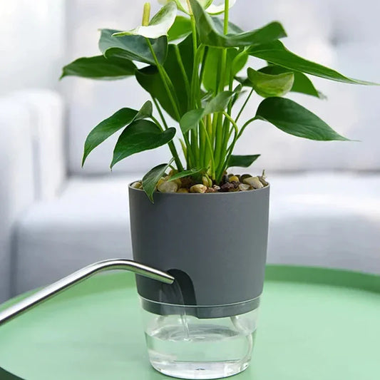 Pot D' Arrosage Automatique pour des Plantes en Bonne Santé